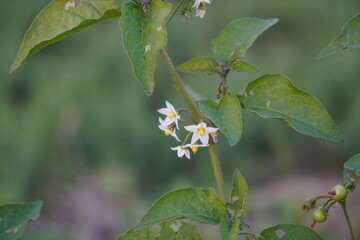 Tiny white nightshade flowers in close up with a blurry background