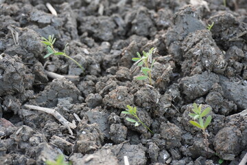 Lentil plants are planted separately in the agricultural field