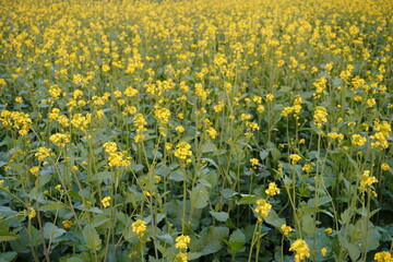 The vibrant yellow mustard flowers are blooming in the yellow meadow with a blurry background