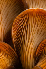 Detailed photograph of a mushroom. Mushrooms are the cute and interesting creatures of nature. Nature background. 