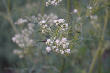 An insect is sitting on the Santa Maria feverfew flower in close up with a blurry background