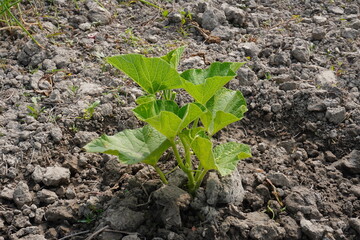 The bottle gourd plant has grown in the agricultural field, close up view