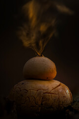 A fungus that expels its spores. Puffball Mushroom. Astraeus hygrometricus. Nature background.