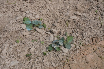 Tiny pointed gourd plants have been found in the vegetable bed