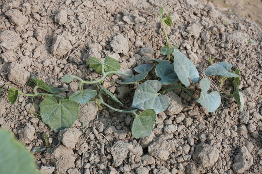The pointed gourd plant is crawling over the field, a creeper plant