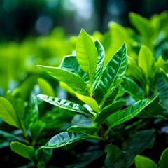 close up of green tea leaves in the morning, nature background