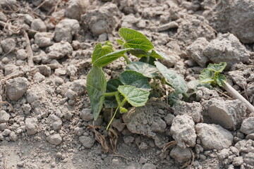 The pointed gourd plant in the uneven soil, close up view