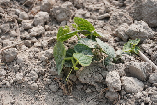 The pointed gourd plant in the uneven soil, close up view