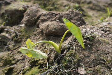 The baby taro plant has come out from the soil with two tiny leaves