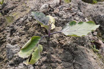 The brinjal plant leaves become dried because of not getting water properly
