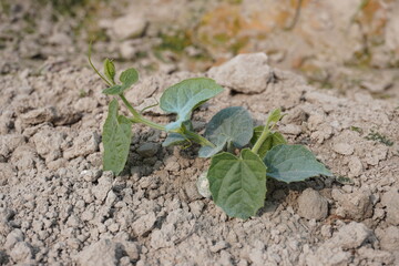 The pointed gourd with its tiny leaves and extended branch in close up with a blurry background