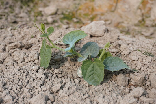 The pointed gourd with its tiny leaves and extended branch in close up with a blurry background