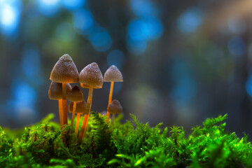 Fototapeta premium Mushrooms are the cute and interesting creatures of nature. Nature background. 