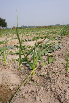 Onion plants and pointed gourd plants are planted in the same field
