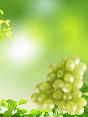  A Cluster of Fresh, Juicy Green Grapes Against A Blurred, Lush Green Background. The Grapes Are...