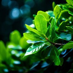 Obraz premium beautiful botanical shot, natural pattern