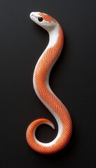 Fototapeta premium Orange and white snake coiled on black background. Striking scales and elegant posture.