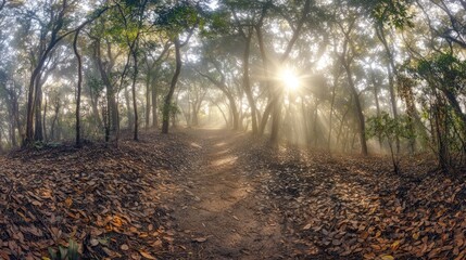 Obraz premium Misty forest path sunrise, leaf-covered trail, sunbeams, nature background, travel