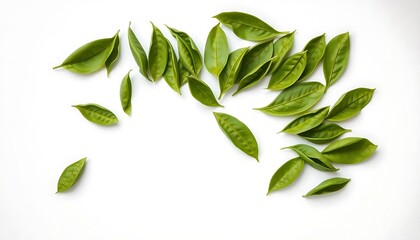 Naklejka premium Vibrant Green Leaves: A Fresh, Minimalist Botanical Composition