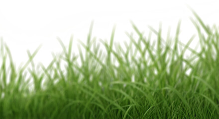 Grass Clipart, Grass Photo Effect, Realistic Grass Clipart, Grass Photo Overlay