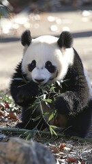 Fototapeta premium A baby panda is eating bamboo