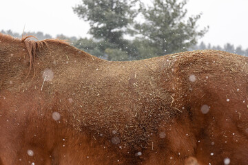 The dirty and wet back of chestnut horse outdoors with snowflakes. 