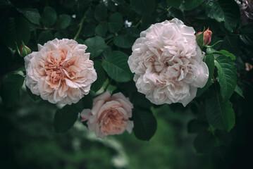Three delicate light pink roses in bloom in the garden