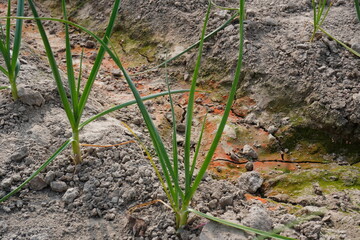 Garlic plants are planted in rows, fertilizer has also given there