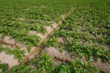 Green potato field with planted potato plants