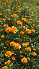 A large patch of marigolds growing in a sunny meadow with tall grasses , landscape, sun