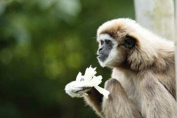 lar gibbon white-handed gibbon, an endangered primate in the gibbon family