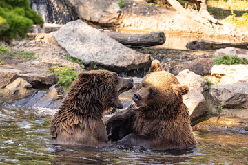 two Wild brown bear ,ursus arctos playing