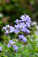 Close up of milky bellflowers (campanula lactiflora) in bloom