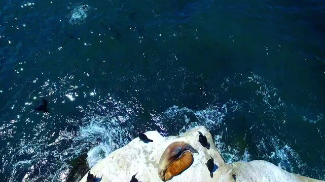 Aerial: Sea Lions And Great Cormorants Birds On Cliff, Drone Flying Forward Over Wavy Sea During Sunny Day - San Diego, California