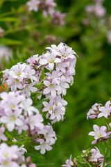 Close up of milky bellflowers (campanula lactiflora) in bloom
