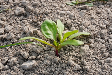Tiny spinach plant in close up on the agricultural farm