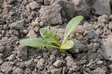 Fototapeta premium Baby spinach plant has been planted in the vegetable bed in close up