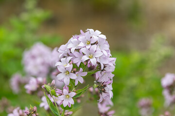 Close up of milky bellflowers (campanula lactiflora) in bloom