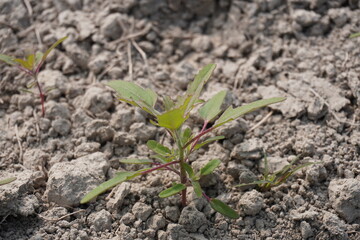 The white goosefoot plant on the agricultural field in close up with blurry background