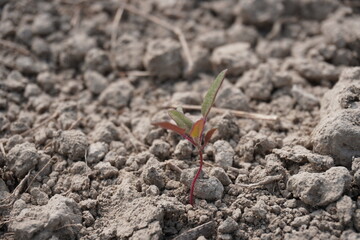 The tiny white goosefoot plant has come out from the field