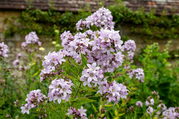 Close up of milky bellflowers (campanula lactiflora) in bloom