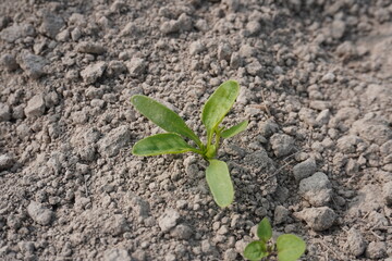 Tiny spinach plant with its tiny leaves in close up on the agricultural field