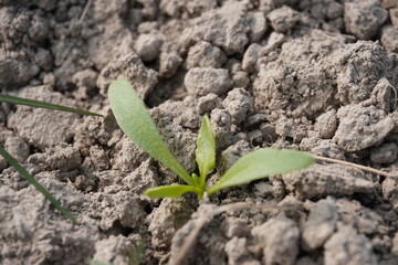 Tiny spinach plant has been grown in the vegetable bed