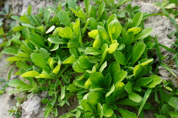 Kalimeris indica plants with its tiny leaves in close up