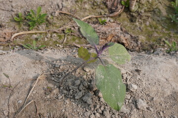 Black nightshade plant found on the agricultural farm