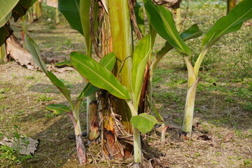 Young banana plants with its tiny green leaves growing up beside the big banana tree