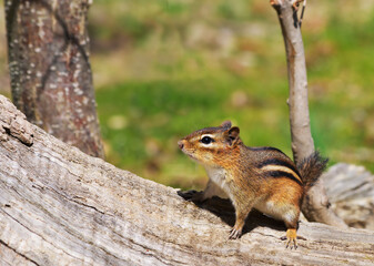 A cute eastern chipmunk, Tamias striatus. alert on a log at the edge of a forest
