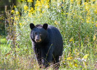 Fototapeta premium Black bear, Ursus americanus, walking and looking forward with yellow flowers in the background 