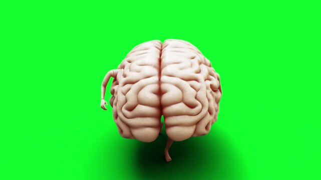 brain character. Walk animation. Realistic 4k green screen animation.