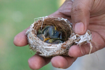 small bird's nest with yellow-throated chicks